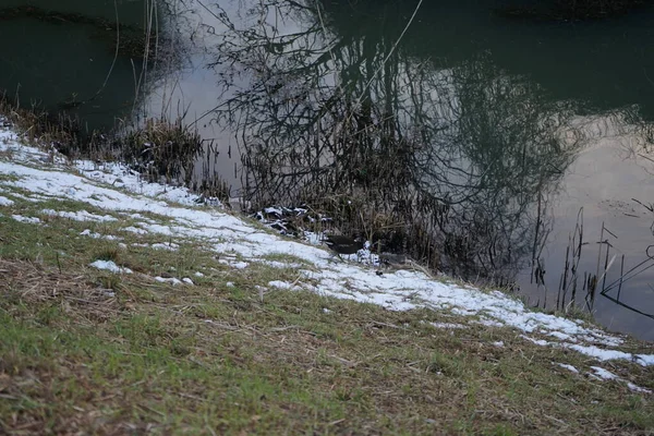 Gallinula chloropus on the snowy bank of the Wuhle River in January. The common moorhen, Gallinula chloropus, the waterhen or swamp chicken, is a bird species in the rail family Rallidae. Berlin, Germany