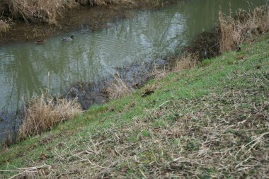 Su kuşu Mallards ve Moorhens Ocak ayında Wuhle Nehri civarında yaşar. Berlin, Almanya