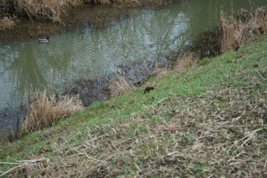 Su kuşu Mallards ve Moorhens Ocak ayında Wuhle Nehri civarında yaşar. Berlin, Almanya