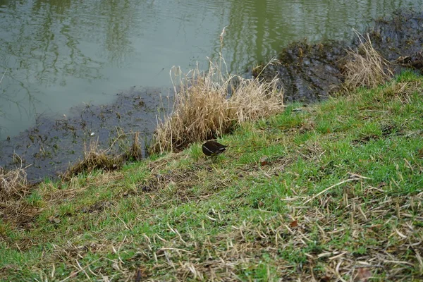 Gallinula chloropus on the bank of the Wuhle River in January. The common moorhen, Gallinula chloropus, the waterhen or swamp chicken, is a bird species in the rail family Rallidae. Berlin, Germany