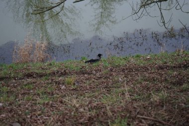 Corvus Cornix, Ocak ayında nehir kıyısında. Kapüşonlu karga (
