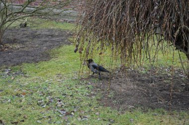Ocak ayında çimlerin üzerinde Corvus Cornix vardı. Kapüşonlu karga (