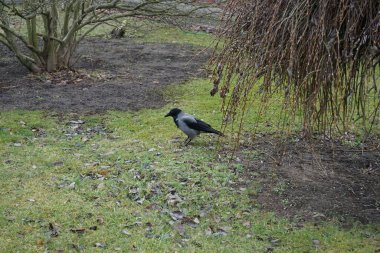 Ocak ayında çimlerin üzerinde Corvus Cornix vardı. Kapüşonlu karga (