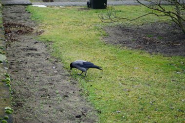 Ocak ayında çimlerin üzerinde Corvus Cornix vardı. Kapüşonlu karga (