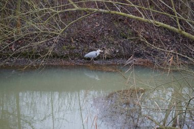 Ocak ayında Wuhle Nehri 'ndeki Ardea Cinerea. Ardea cinerea balıkçılgiller (Ardeidae) familyasından yırtıcı bir kuş türü. Berlin, Almanya 