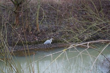 Ocak ayında Wuhle Nehri 'ndeki Ardea Cinerea. Ardea cinerea balıkçılgiller (Ardeidae) familyasından yırtıcı bir kuş türü. Berlin, Almanya 