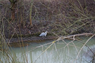 Ocak ayında Wuhle Nehri 'ndeki Ardea Cinerea. Ardea cinerea balıkçılgiller (Ardeidae) familyasından yırtıcı bir kuş türü. Berlin, Almanya 