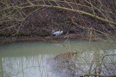 Ocak ayında Wuhle Nehri 'ndeki Ardea Cinerea. Ardea cinerea balıkçılgiller (Ardeidae) familyasından yırtıcı bir kuş türü. Berlin, Almanya 