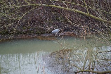 Ocak ayında Wuhle Nehri 'ndeki Ardea Cinerea. Ardea cinerea balıkçılgiller (Ardeidae) familyasından yırtıcı bir kuş türü. Berlin, Almanya 