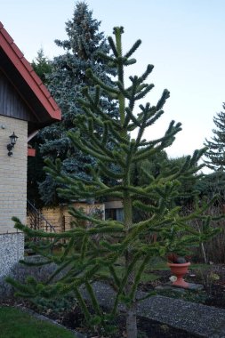 Ocak ayında bahçede Araucaria araucana. Araucaria, Araucariaceae familyasından bir kozalaklı ağaç cinsidir. Berlin, Almanya