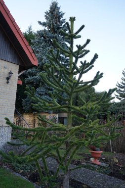 Ocak ayında bahçede Araucaria araucana. Araucaria, Araucariaceae familyasından bir kozalaklı ağaç cinsidir. Berlin, Almanya