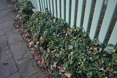 Kışın Hedera sarmalı. Hedera sarmaşığı (İngilizce: 