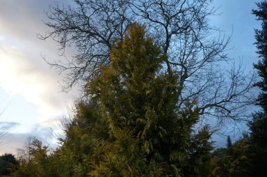 Şubat 'ta Thuja Plicata. Thuja plicata, selvi familyasından bir kozalaklı ağaçtır. Berlin, Almanya