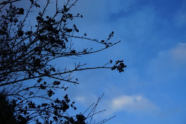 Ligustrum Vulgare Mit Beeren Februar Ligustrum Vulgare Wilder Liguster Liguster — Stockfoto