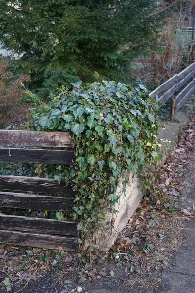 Hedera Elica Inverno Elica Hedera Hedera Helix Una Specie Del — Foto Stock