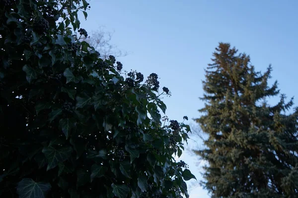 Hedera Šroubovice Zimě Hedera Spirála Obyčejný Angličan Evropan Nebo Jen — Stock fotografie