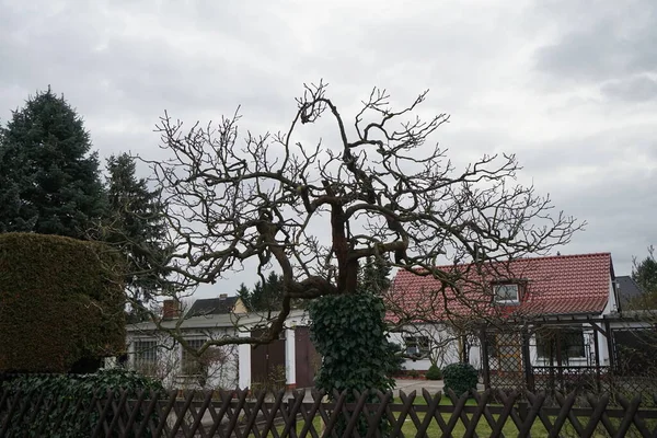 Hedera Helix Envolve Torno Uma Árvore Inverno Hedera Helix Uma — Fotografia de Stock
