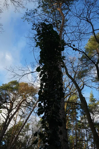 히데라 겨울에 나무를 감싸고 Hedera Helix 아과에 속하는 꽃식물의 일종이다 — 스톡 사진