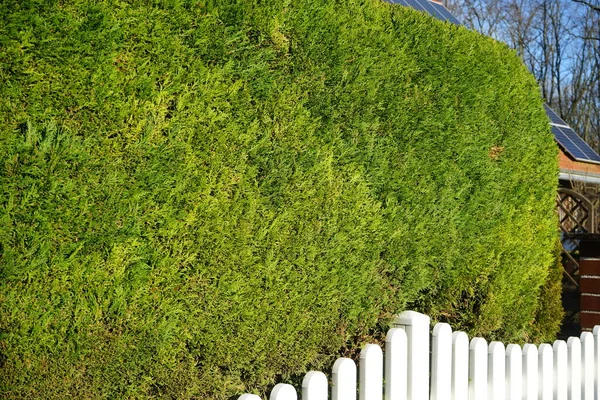 Ocak ayında sarı selvi çiçeği Chamaecyparis lawsoniana. Chamaecyparis lawsoniana, Port Orford sedar ya da Lawson selvi olarak da bilinen kozalaklı bir kozalaklı ağaç türüdür. Berlin, Almanya 