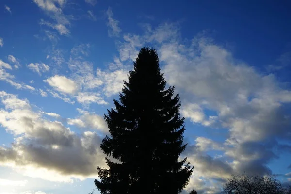 Picea Abies Contra Céu Nublado Fevereiro Picea Abies Uma Espécie — Fotografia de Stock