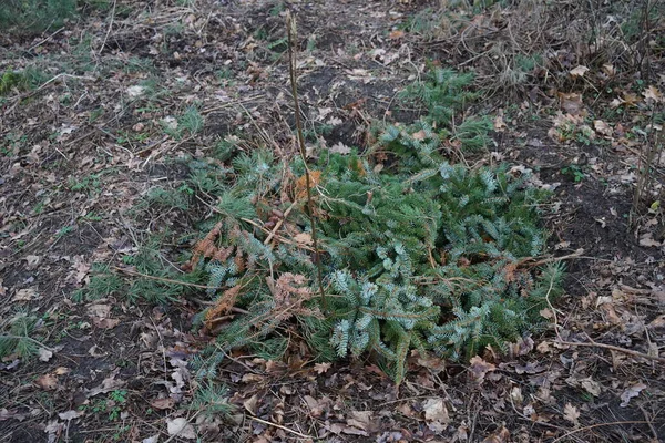 Envolver Ramas Coníferas Plantas Sensibles Frío Para Invierno Abeto Azul —  Fotos de Stock