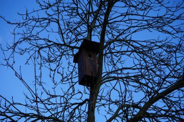 Kışın ağaçta kuş evi. Berlin, Almanya 