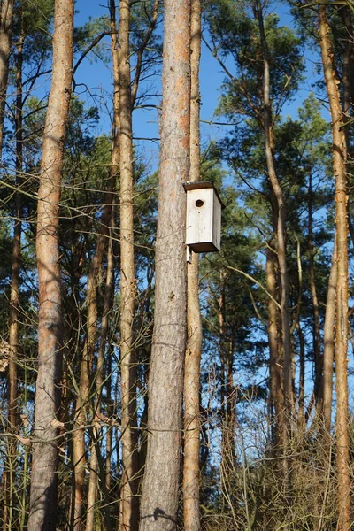 Birdhouse Uma Árvore Inverno Berlim Alemanha — Fotografia de Stock