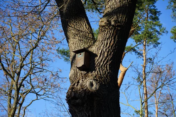 Birdhouse Uma Árvore Inverno Berlim Alemanha — Fotografia de Stock