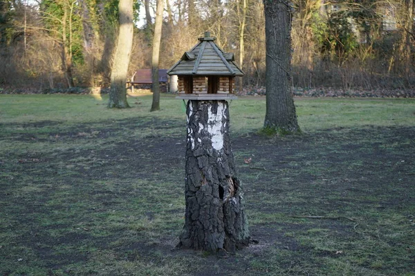 Vogelvoeder Staat Een Oude Rotte Stronk Berlijn Duitsland — Stockfoto