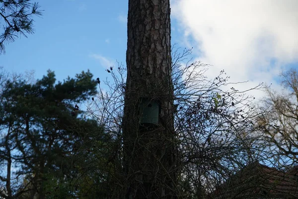 Birdhouse Uma Árvore Inverno Berlim Alemanha — Fotografia de Stock