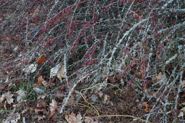 Berberis Thunbergii Febrero Berberis Thunbergii Una Especie Planta Fanerógama Perteneciente — Foto de Stock