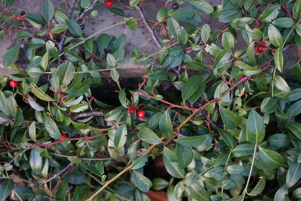Cotoneaster Dammeri Czerwonymi Owocami Lutym Cotoneaster Dammeri Gatunek Rośliny Rodzaju — Zdjęcie stockowe