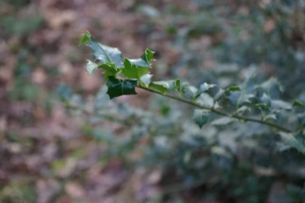 Ilex Aquifolium Dans Forêt Février Ilex Aquifolium Est Une Espèce — Photo