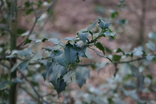 2月森林里的石榴 鹰嘴豆 Ilex Aquifolium 是鹰嘴豆科的一种开花植物 常见于冬青 欧洲式或偶尔也见于圣诞节 德国柏林 — 图库照片