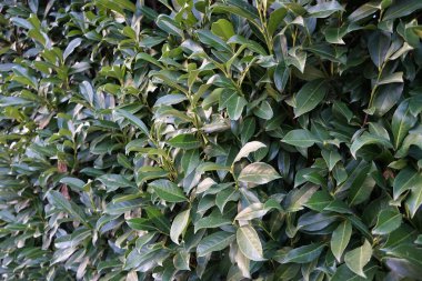 Ocak ayında bahçede erik laurocerasus. Prunus laurocerasus, ayrıca kiraz defne, defne ve bazen de İngiliz defne kuşu olarak da bilinir. Berlin, Almanya 