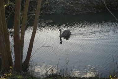 Genç dilsiz bir kuğu kışın Wuhle Nehri boyunca yüzer. Dilsiz kuğu (
