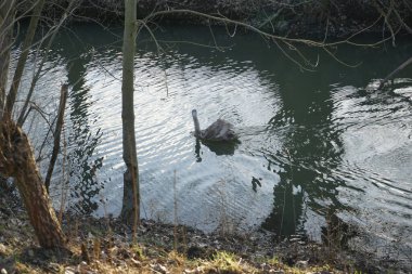Genç dilsiz bir kuğu kışın Wuhle Nehri boyunca yüzer. Dilsiz kuğu (