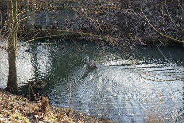 Genç dilsiz bir kuğu ve yaban ördekleri kışın Wuhle Nehri 'nde yüzerler. Dilsiz kuğu (