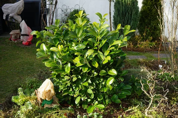 Ocak ayında bahçede erik laurocerasus. Prunus laurocerasus, ayrıca kiraz defne, defne ve bazen de İngiliz defne kuşu olarak da bilinir. Berlin, Almanya 