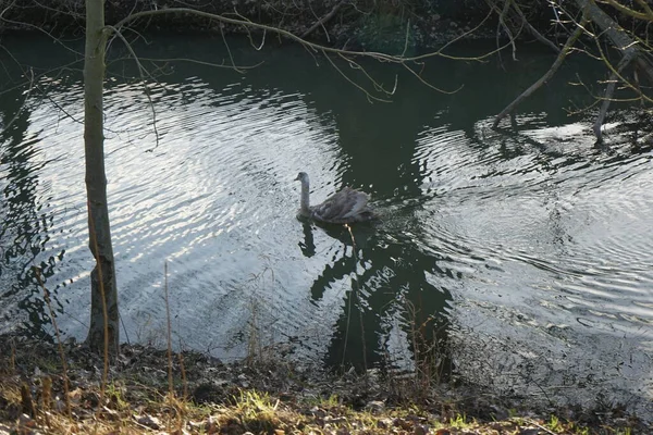 Ein Junger Höckerschwan Schwimmt Winter Entlang Der Wuhle Der Höckerschwan — Stockfoto