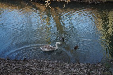 Genç dilsiz bir kuğu ve yaban ördeği Wuhle Nehri yakınlarında kışı geçirir. Dilsiz kuğu (