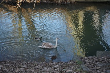 Genç dilsiz bir kuğu ve yaban ördeği Wuhle Nehri yakınlarında kışı geçirir. Dilsiz kuğu (