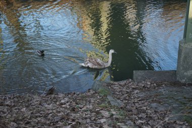 Genç dilsiz bir kuğu ve yaban ördeği Wuhle Nehri yakınlarında kışı geçirir. Dilsiz kuğu (