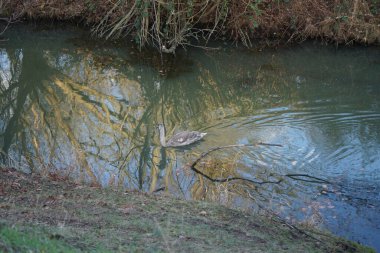 Genç dilsiz bir kuğu kışın Wuhle Nehri boyunca yüzer. Dilsiz kuğu (