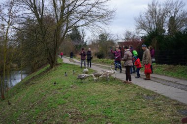 Wuhle Nehri yakınlarındaki kuğular ve ördekler yoldan geçenleri memnun eder. Berlin, Almanya 