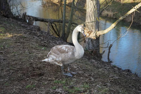 Młody Łabędź Zim Pobliżu Rzeki Wuhle Łabędź Niemy Cygnus Olor — Zdjęcie stockowe