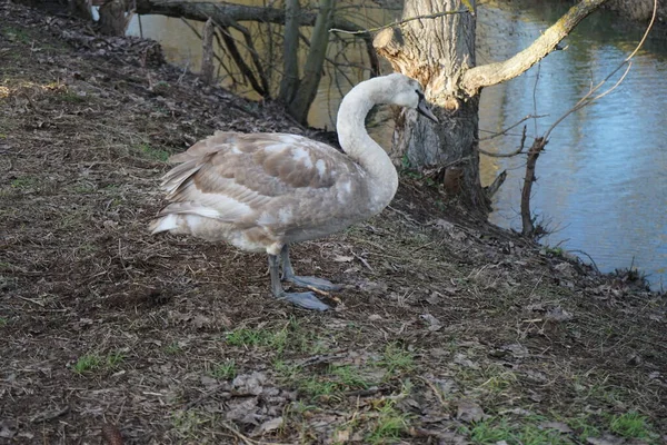 Jovem Cisne Mudo Invernos Nas Proximidades Rio Wuhle Cygnus Olor — Fotografia de Stock