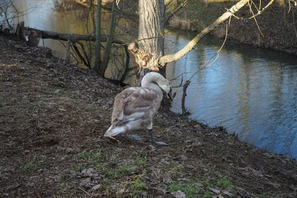 Ein Junger Höckerschwan Überwintert Der Nähe Der Wuhle Der Höckerschwan — Stockfoto