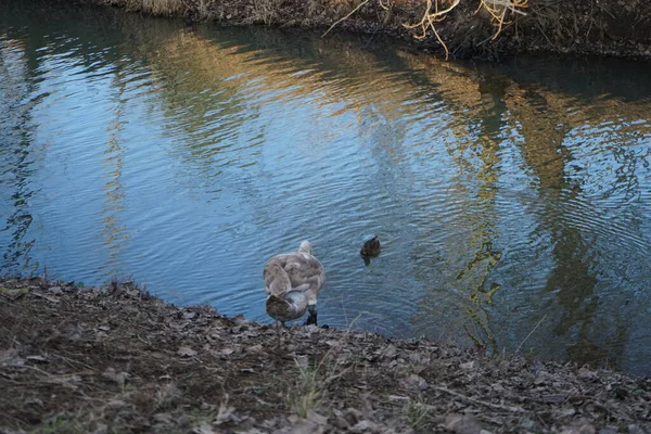 Jovem Cisne Mudo Inverno Pato Reais Perto Rio Wuhle Cygnus — Fotografia de Stock