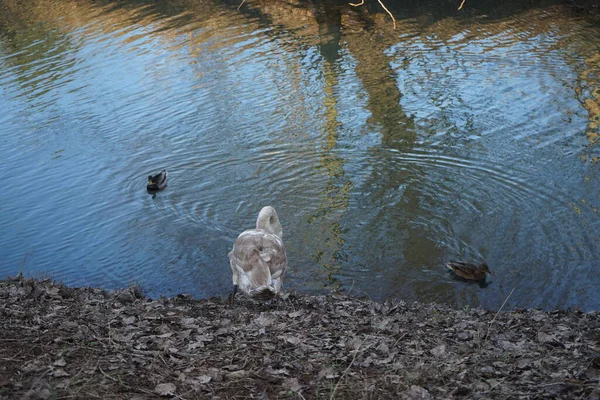 Een Jonge Stomme Zwaan Wilde Eenden Overwinteren Bij Rivier Wuhle — Stockfoto